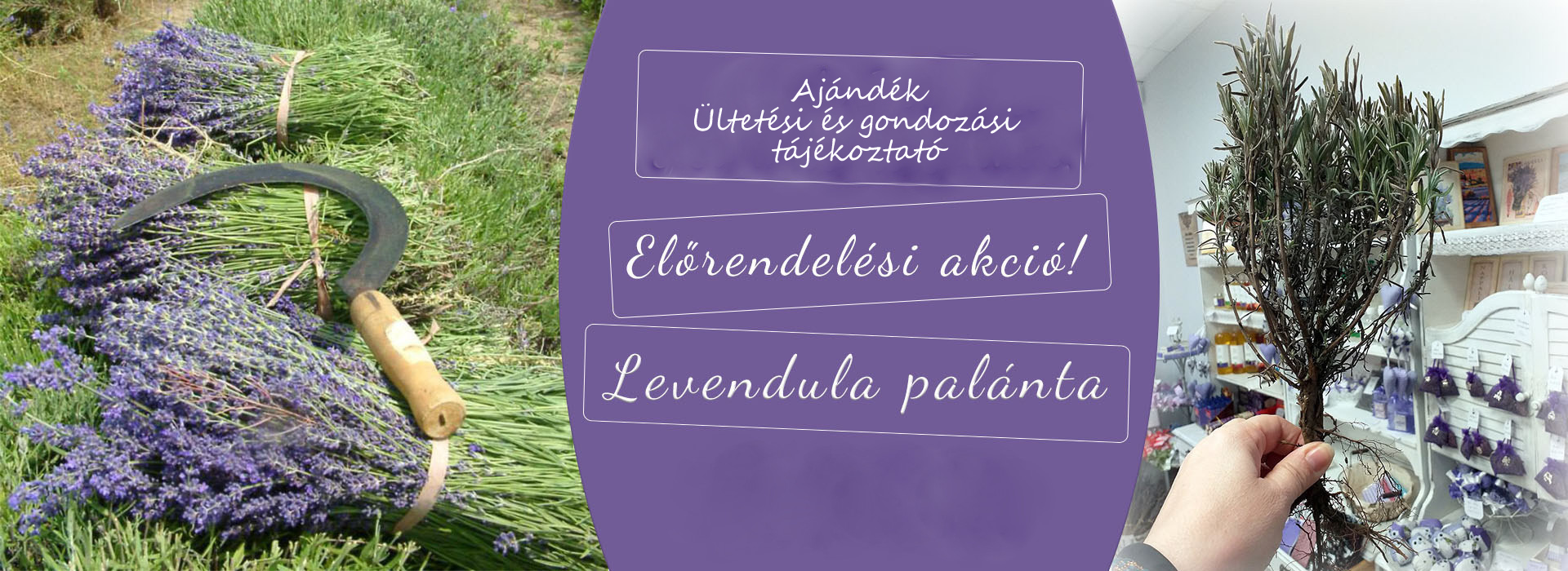 Levendula palánta nem akciós